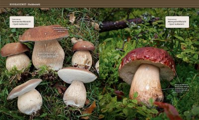 Herkuttelijan sienikirja