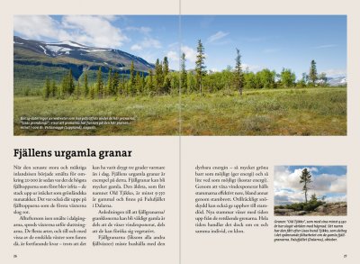 Flora för fjällvandrare